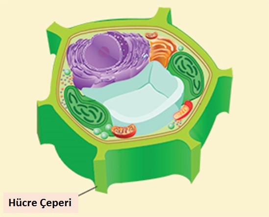 Hücre Duvarı ve Örtüleri