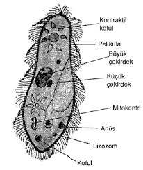 Prokaryotik ve Ökaryotik Hücrelerin Farkları