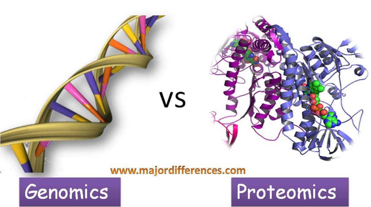 Proteinlerin Yapısı ve İşlevi Nasıl Tespit Edilir?