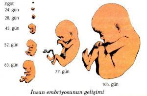 Embriyonik Gelişme