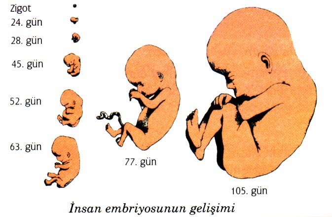 Embriyonik Gelişme