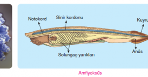 Kuş, Kurbağa ve Amfiyoks&uuml;ste Gelişme Evreleri ve Gelişim &Ccedil;izgileri