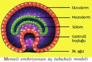 İleri Embriyonik Gelişme