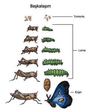 Hayvanlarda B&uuml;y&uuml;me ve Metamorfoz