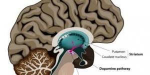Parkinson Hastalığı İ&ccedil;in Deneysel Tedavi Y&ouml;ntemleri