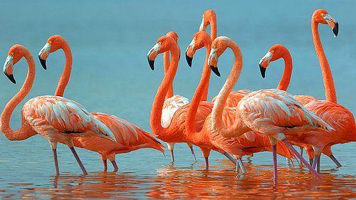 Anadolu'nun Allı Turnaları Ya Da Flamingolar