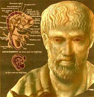 Aristoteles ve Civciv Embriyolojisi