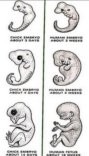 Aristoteles ve Civciv Embriyolojisi