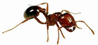 Dünyadaki En Tehlikeli 10 Karınca