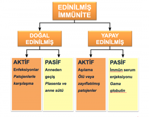 Humoral Bağışıklık Nedir?
