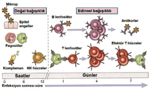 Hücresel Bağışıklık Nedir?