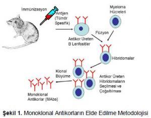 Monoklonal Antikorlar