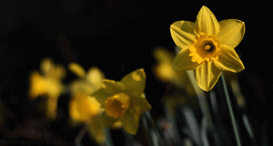 Mitoloji, Narcissus ve Nergis Çiçeği