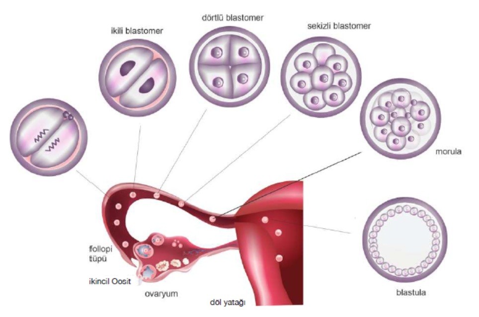 Embriyoda Şekil Oluşumu ve Segmentasyon