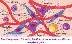 Bağ Doku Nedir?