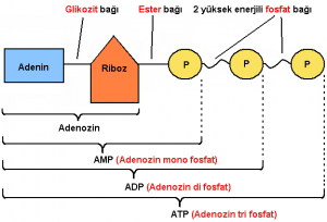 Canlıların Yapısındaki Organik Bileşikler