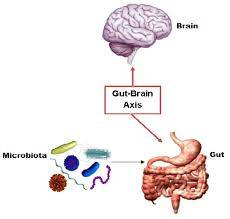 Sindirim Sisteminde Bulunan Mikroorganizmalarin Serotonin Üretimine ve Depresyona Etkisi (Gut Brain)