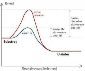 Canlıların Yapısındaki Organik Bileşikler