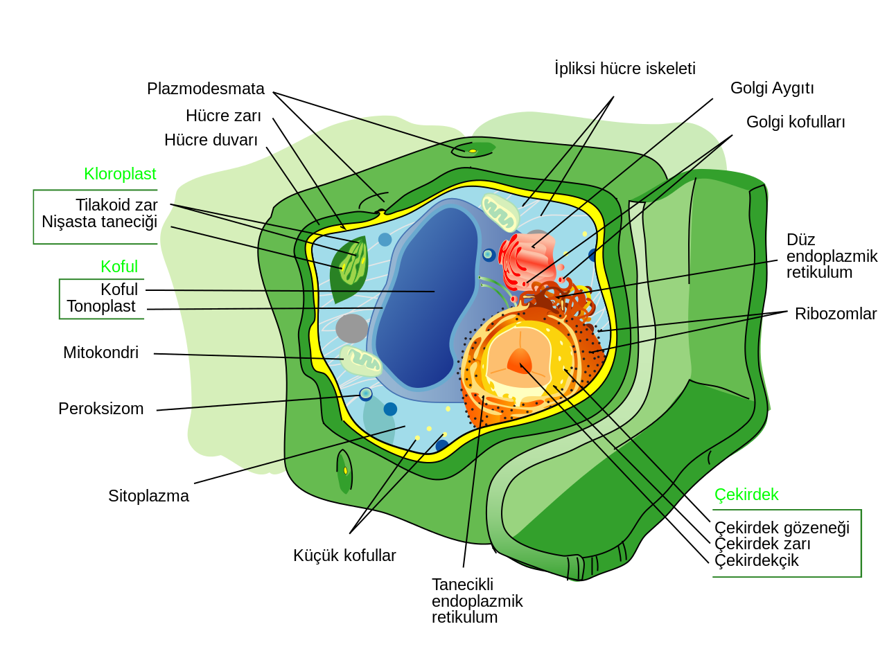 Ökaryotik Hücrelerin Kökeni