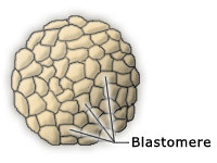 Embriyonik Gelişme: Zigot ve Blastomerlerin Kutuplaşması