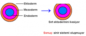 Organların İndüksiyonu