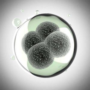 Embriyonik Gelişme: Zigot ve Blastomerlerin Kutuplaşması