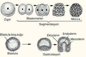 Embriyonik Gelişme: Zigot ve Blastomerlerin Kutuplaşması