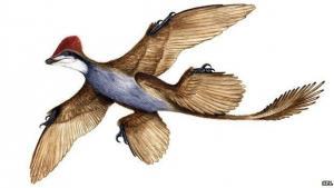 Kuşlar Sınıfı (Aves)