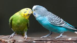 Kuşlar Sınıfı (Aves)