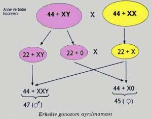 Eşey Kavramı Nedir?