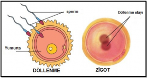 Döllenme ve Zigot Oluşumu