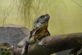 Etkileyici Kertenkeleler: Komodo ve Sakallı Ejderler