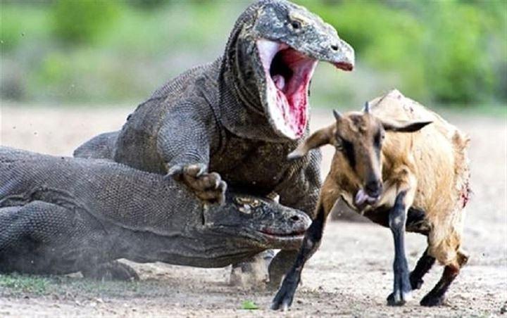 Etkileyici Kertenkeleler: Komodo ve Sakallı Ejderler