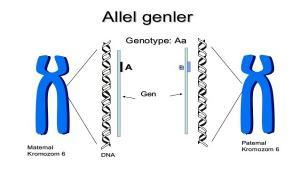 Populasyon Genetiği