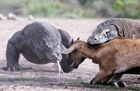 Etkileyici Kertenkeleler: Komodo ve Sakallı Ejderler