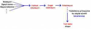 Adaptasyon Nedir? Doğal Seleksiyon ve Adaptasyon İlişkisi