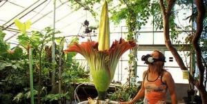 Ceset Çiçeği (Titan Arum) Nedir?