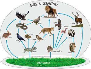 Ekosistem: Enerjinin Akışı