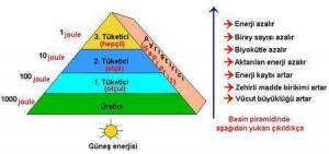 Ekosistem: Enerjinin Akışı