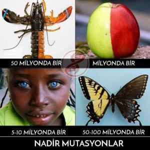 Modifikasyon ve Mutasyon