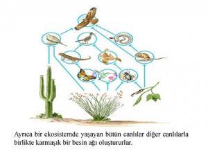 Türleşme: Uyumsal Açılım