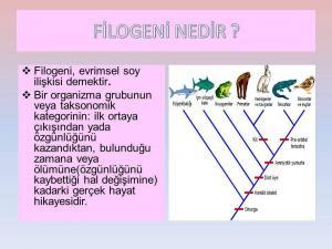 Filogeni Kavramı