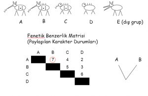 Filogeni Kavramı