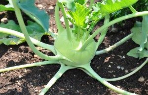 Cehennem Topuzu (Kohlrabi)Nedir?