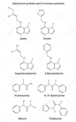 Bitkilerde Sitokininler ve Büyüme Engelleyicileri