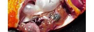 Partenogenez Nedir? Partenogenez Çeşitleri ve Deneysel Partenogenez