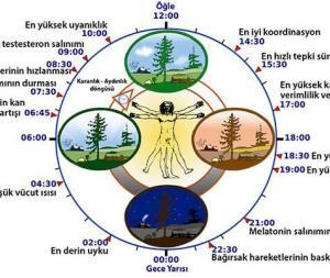 Bitki Gövdelerinin Yapısı