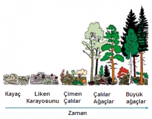 Ekolojik Süksesyon Nedir?