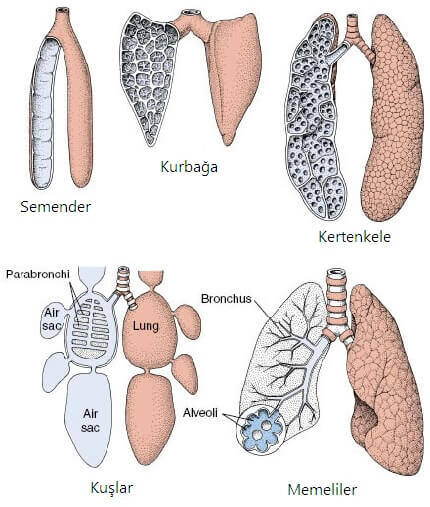 Bal Nasıl Bir Besindir? Bal Nasıl Saklanmalıdır?