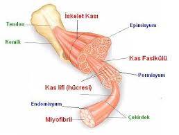 Kaslar ve İskelet